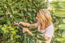 Bosch 06008B2100 EASYPRUNE Akkus metszőoll&oacute; H&aacute;ztart&aacute;s / Otthon / K&uuml;lt&eacute;r - Szersz&aacute;m - Akkumul&aacute;toros k&eacute;s - 362514