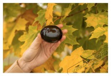 Buxton BTW 5800 tws f&uuml;lhallgat&oacute; - Fekete Audio-Video / Hifi / Multim&eacute;dia - F&uuml;l &eacute;s Fejhallgat&oacute;k - F&uuml;lhallgat&oacute; - 400497